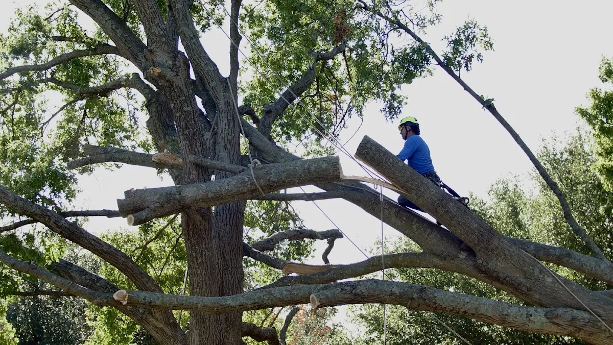 Professional Crown Thinning performed by certified arborists in Huntington Park