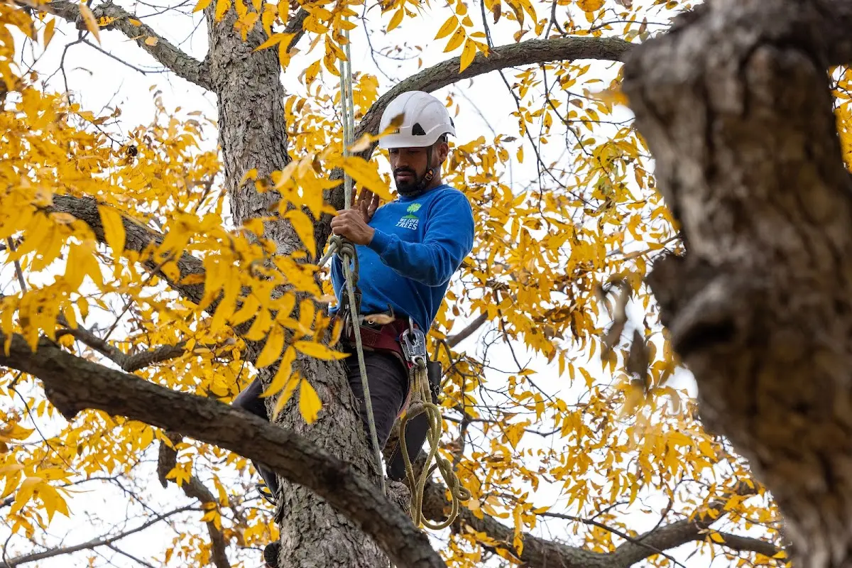 Skilled Tree Planting crew working in Huntington Park