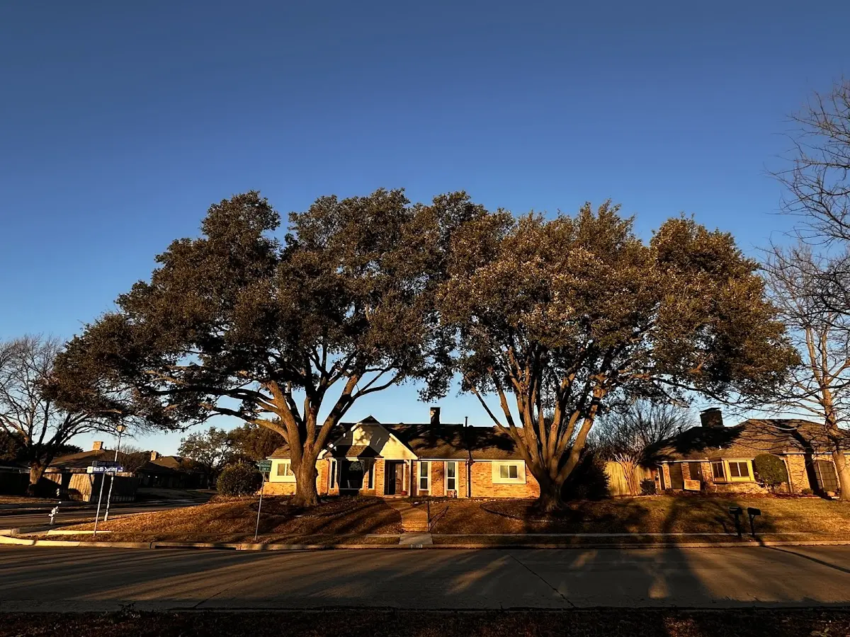 Established residential canopy tree shading a home in Huntington Park